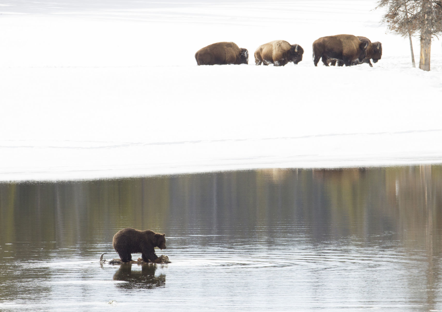 Grizzly bear on bison carcass in the Yellowstone River;